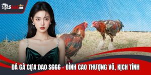 Đá gà cựa dao