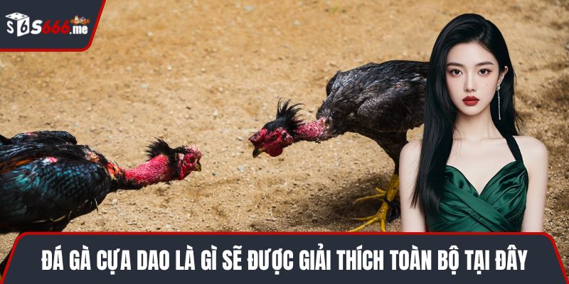 Đá gà cựa dao là gì sẽ được giải thích toàn bộ tại đây