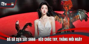 Đá gà cựa sắt