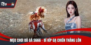 Mẹo chơi đá gà