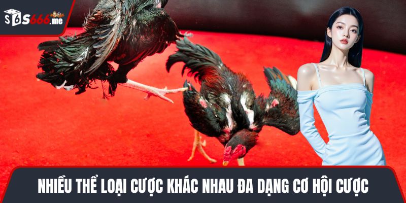 Nhiều thể loại cược khác nhau đa dạng cơ hội cược