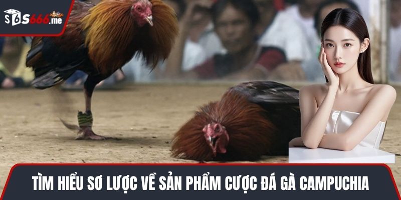 Tìm hiểu sơ lược về sản phẩm cược đá gà Campuchia