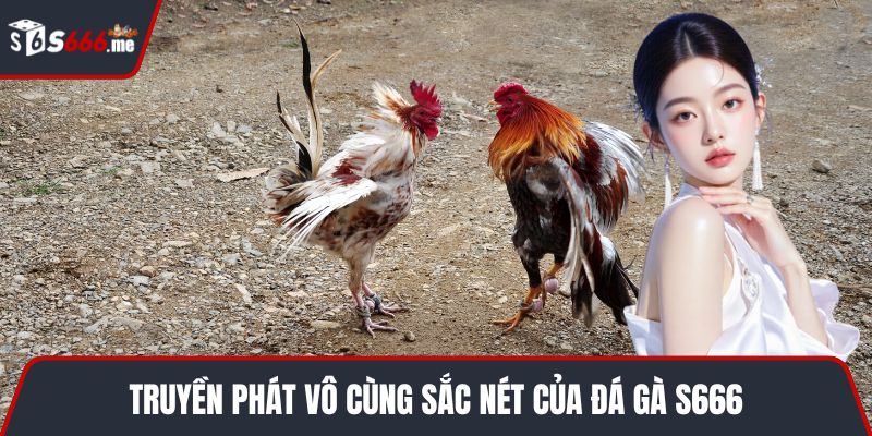 Truyền phát vô cùng sắc nét của đá gà S666